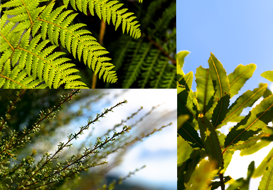 Close up photos of different aspects of nature