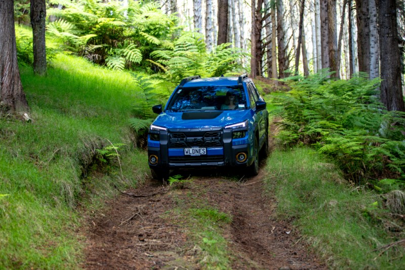 Outback Wilderness in forest