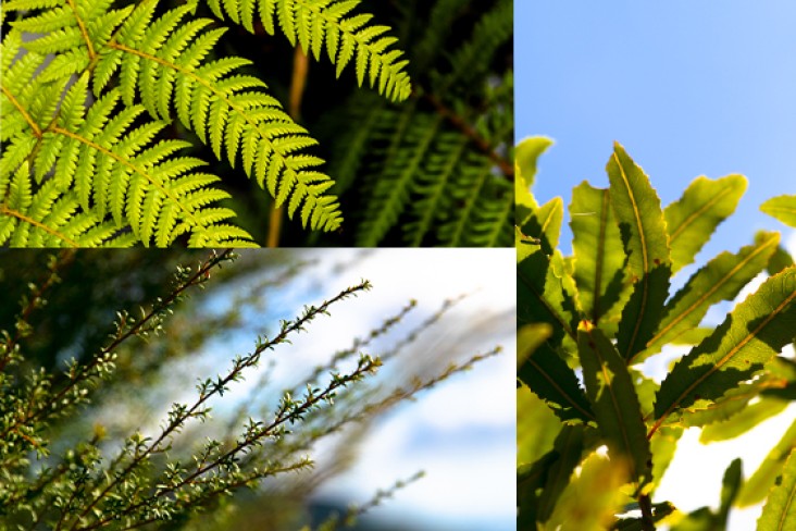 Close up photos of different aspects of nature