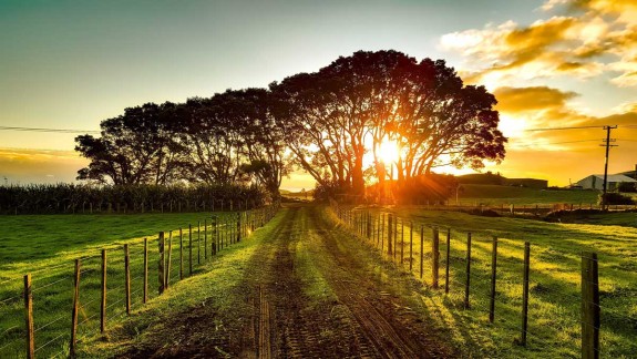 New Zealand Landscape